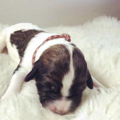Saint Bernard and Saint Berdoodle Puppies from SeasideSaints