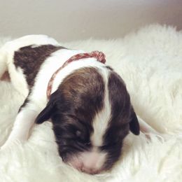 Saint Bernard and Saint Berdoodle Puppies from SeasideSaints