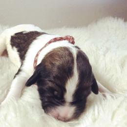 Saint Bernard and Saint Berdoodle Puppies from SeasideSaints
