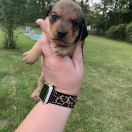 Dru - Red male Dachshund puppy in Lufkin, Texas from L & A Dachshunds