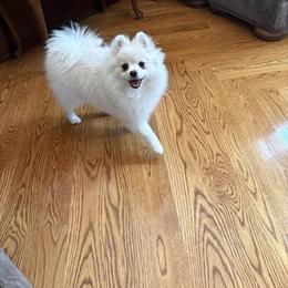 Coco - Pomeranian