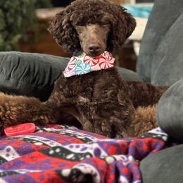 Berkley - Poodle