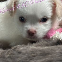 Chihuahua Puppies from Kiara's AKC Chihuahuas of Michigan