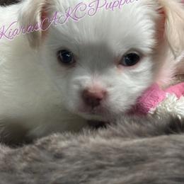 Chihuahua Puppies from Kiara's AKC Chihuahuas of Michigan