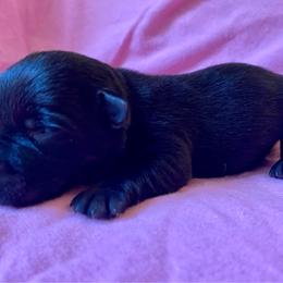 Bo Peep (Light Blue) - Black female Scottish Terrier puppy in Jefferson, North Carolina from McGuire’s High Country Terriers