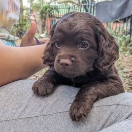 Cockapoo Puppies from Cano Cockapoos