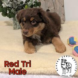Umar - Red tri male Miniature Australian Shepherd puppy in Jaroso, Colorado from Heaven Sent Aussies