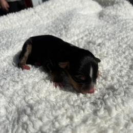 Mika - Black tri female Miniature Australian Shepherd puppy in Signal Mountain, Tennessee from D & D Miniature and Toy Australian Sheppards
