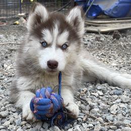 Pomskies and Siberian Huskies from Husky Haven WA