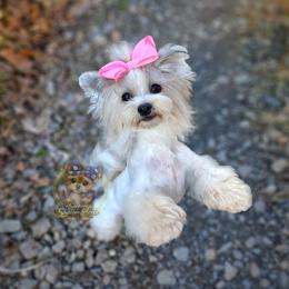 Selje (Havamalt) - White and tan female Morkie puppy in Barren Springs, Virginia from Seeking Shalom Acres Maltese, Maltipoos & Havamalts