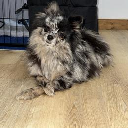 Posie - Pomeranian