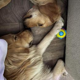 Assorted Doodle Crosses and Golden Retriever All Grown Up from Retriever Ranch