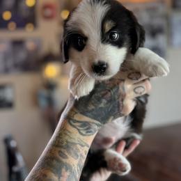 Miniature American Shepherd Puppies from Outlaw Minis
