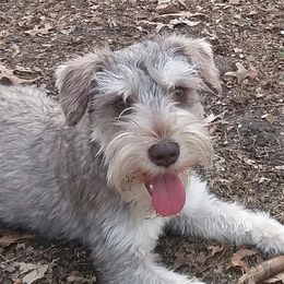Jasper - Miniature Schnauzer
