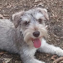 Jasper - Miniature Schnauzer