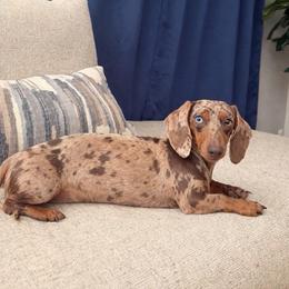 Willa - Dachshund