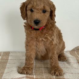 Lola - Apricot female Goldendoodle puppy in Strasburg, Virginia from Shenandoah Valley Doodles