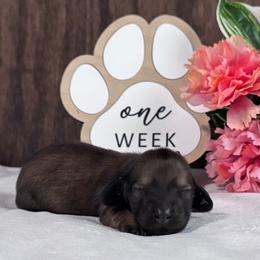 Nana - Cream female Dachshund puppy in Dothan, Alabama from Little House Pups