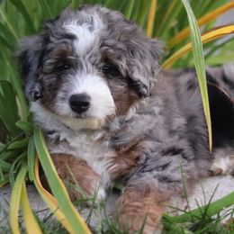 Assorted Doodle Crosses and Toy Australian Shepherds from K-S Toy and Mini Aussies