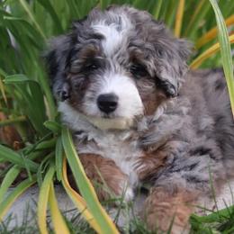 Assorted Doodle Crosses and Toy Australian Shepherds from K-S Toy and Mini Aussies
