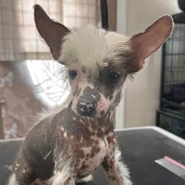 Hairless spots - Pink and slate male Chinese Crested puppy in Rockvale, Tennessee from Cosmic Chinese Cresteds & Wind-Echo Poodles