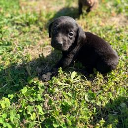 Pink - Black female Labrador Retriever puppy in Millville, New Jersey from Creekside Canines
