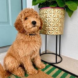 Black Collar - Apricot female Goldendoodle puppy in Cocoa, Florida from Leopard n Lace Doodles