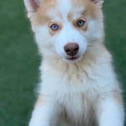 Fred - Red and white male Pomsky puppy in Winston, Oregon from Arctic Tails Spitz