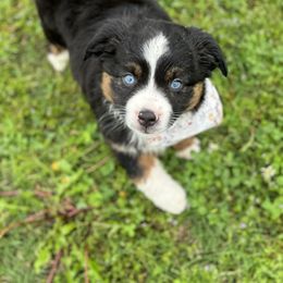 Australian Shepherd, Miniature American Shepherd, Miniature Australian Shepherd, and Toy Australian Shepherd Puppies from TK Standard, Mini, & Toy Aussies