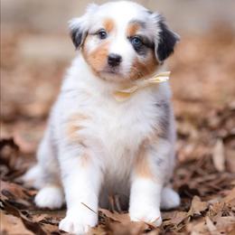 Holly - Blue merle female Australian Shepherd puppy in Georgetown, Texas from River Reign Australian Shepherds
