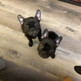 Boston Terrier and Companion Cross Puppies from Antelope Creek Frenchtons
