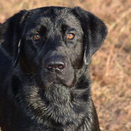 Labrador Retrievers from Kailani Labradors