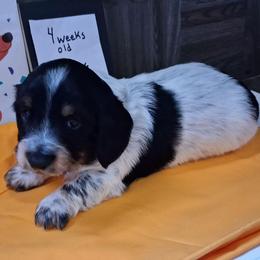 Buttercup - Piebald male Dachshund puppy in Pekin, Illinois from Paula's Dachsunds