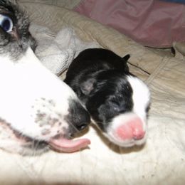 Cardigan Welsh Corgi and Great Dane Puppies from Red Oak Farm and Kennel