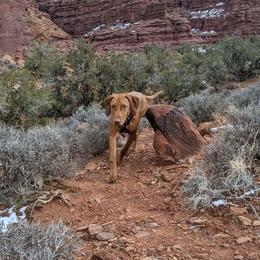 Vizsla Puppies from Virag Vizsla
