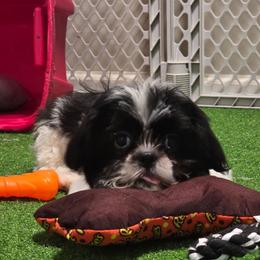 Girl Two purple collar - Black and white female Shih Tzu puppy in New Bern, North Carolina from Kuddly Creatures