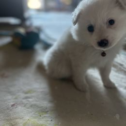 American Eskimo Dog Puppies from Eskie Babes