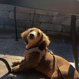 Dachshund and Pembroke Welsh Corgi Puppies from Three K Miniature Dachshunds