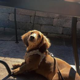 Dachshund and Pembroke Welsh Corgi Puppies from Three K Miniature Dachshunds