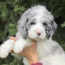 Blue collar boy - male Newfypoo puppy in Fairfield, California from Twin Sisters Doodles