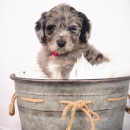 Bordoodle Puppies from 2J 2K Bordoodles