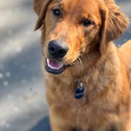 Jackson - Golden Retriever