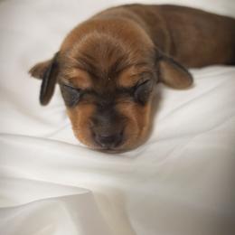 Miss Red - Brindle female Dachshund puppy in Virginia City, Nevada from V.C. Weenies