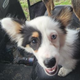 Indy - American Corgi