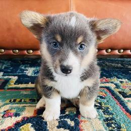 American Corgis and Pembroke Welsh Corgis from Running M Sunrise Ranch