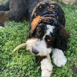 Bernedoodle All Grown Up from Backwoods Bernedoodles
