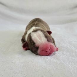 Boston Terrier Puppies from White Valley Boston Terriers