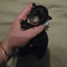 Cassiopeia - Black tri female Miniature Australian Shepherd puppy in Arlington, Texas from CopperHead Aussies