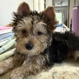 Jasper, 4 months old, had all vaccines - Black and tan male Yorkshire Terrier puppy in Lexington, North Carolina from Silver Valley Yorkies