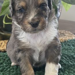 Hazel - Blue merle female Toy Australian Shepherd puppy in La Grande, Oregon from Larsen's Toy Aussies